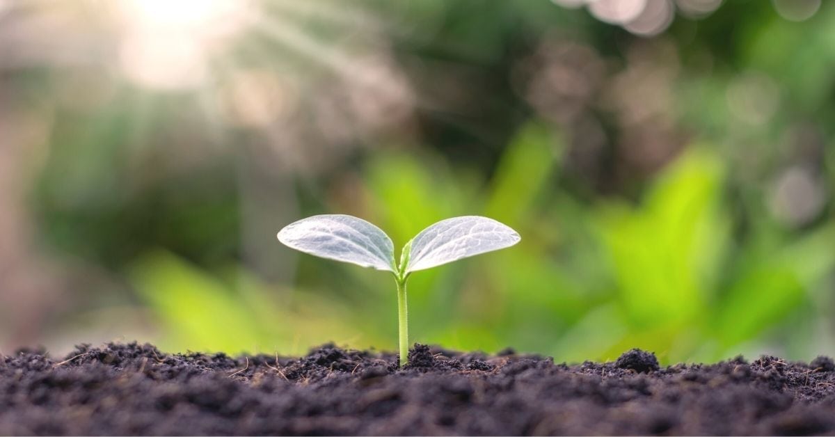 A tiny Flower growing from the soil.